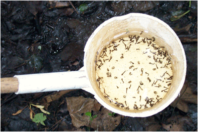 Larval Surveillance